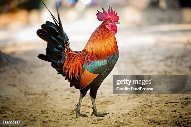 rooster - rooster stock pictures, royalty-free photos & images