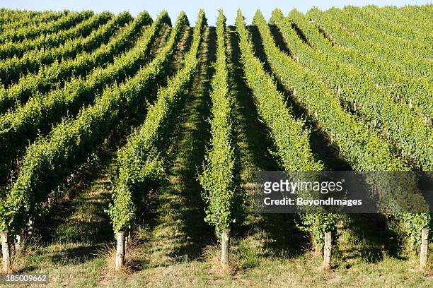 rolling green vineyard in afternoon summer sun - adelaide stock pictures, royalty-free photos & images