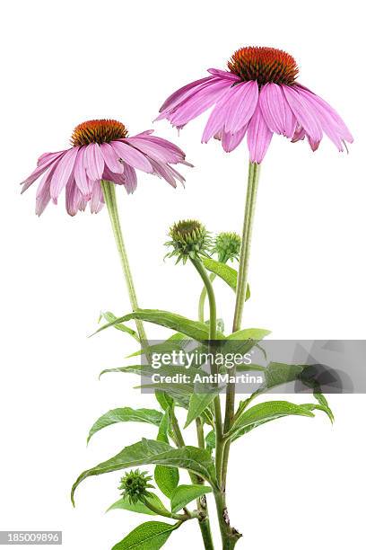 purple coneflower (echinacea purpurea) isolated on white - zonnehoed composietenfamilie stockfoto's en -beelden