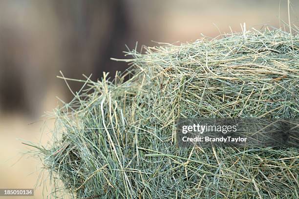there's - alfalfa stock pictures, royalty-free photos & images