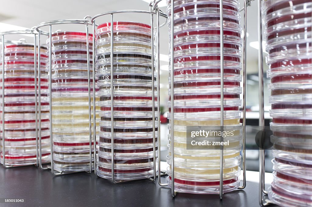 Stacks of Petri dishes
