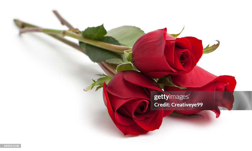 Three red rose stems