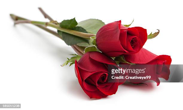 three red rose stems - rosa rossa stock pictures, royalty-free photos & images