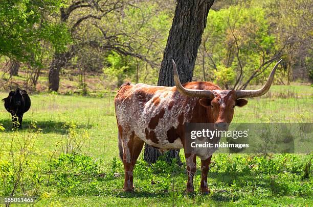 texas longhorn cattle in field on a spring day - texas longhorns stock pictures, royalty-free photos & images