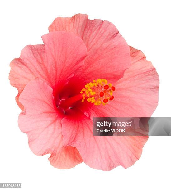  fotos e imágenes de Flores Tropicales - Getty Images