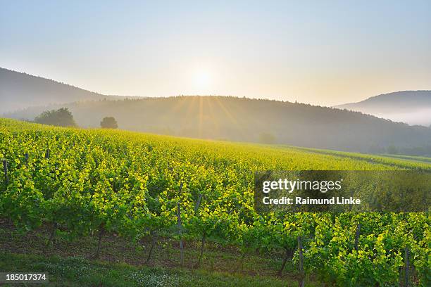 vineyard at sunrise - franconia stock pictures, royalty-free photos & images