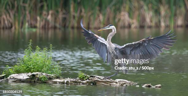 close-up of gray heron flying over lake - gray heron stock pictures, royalty-free photos & images