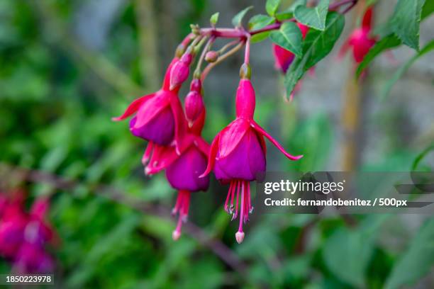 close-up of pink flowering plant,spain - fuchsia flower stock pictures, royalty-free photos & images