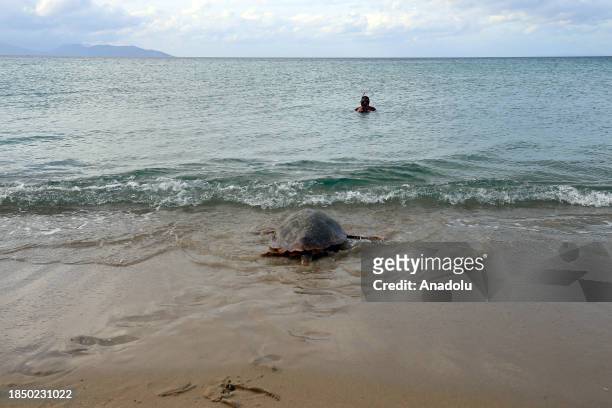 Three adult loggerhead turtles return to sea after their treatments by the Sea Turtle Research, Rescue and Rehabilitation Center at Guzelcamli Beach...