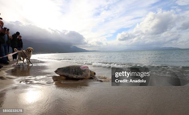 Three adult loggerhead turtles return to sea after their treatments by the Sea Turtle Research, Rescue and Rehabilitation Center at Guzelcamli Beach...