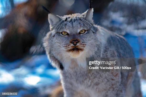 close-up portrait of cat - canadian lynx stock pictures, royalty-free photos & images