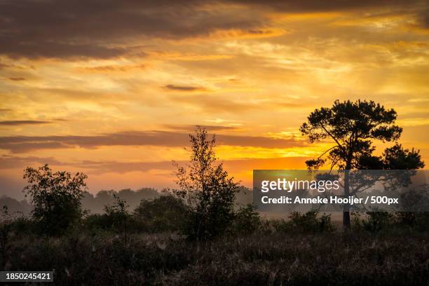 silhouette of trees on field against sky during sunset - natuurgebied stock-fotos und bilder