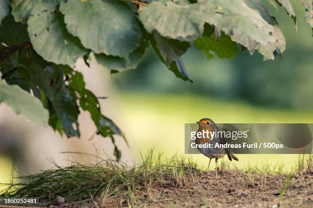 close-up of robin perching on plant - beauty blatt stock pictures, royalty-free photos & images