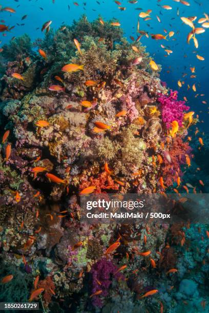 high angle view of anthias tropical fish swimming in sea - coral coloured stock pictures, royalty-free photos & images