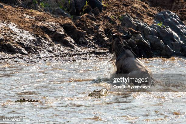 nile crocodile attack in mara river at wildebeest great migration - crocodile stock pictures, royalty-free photos & images