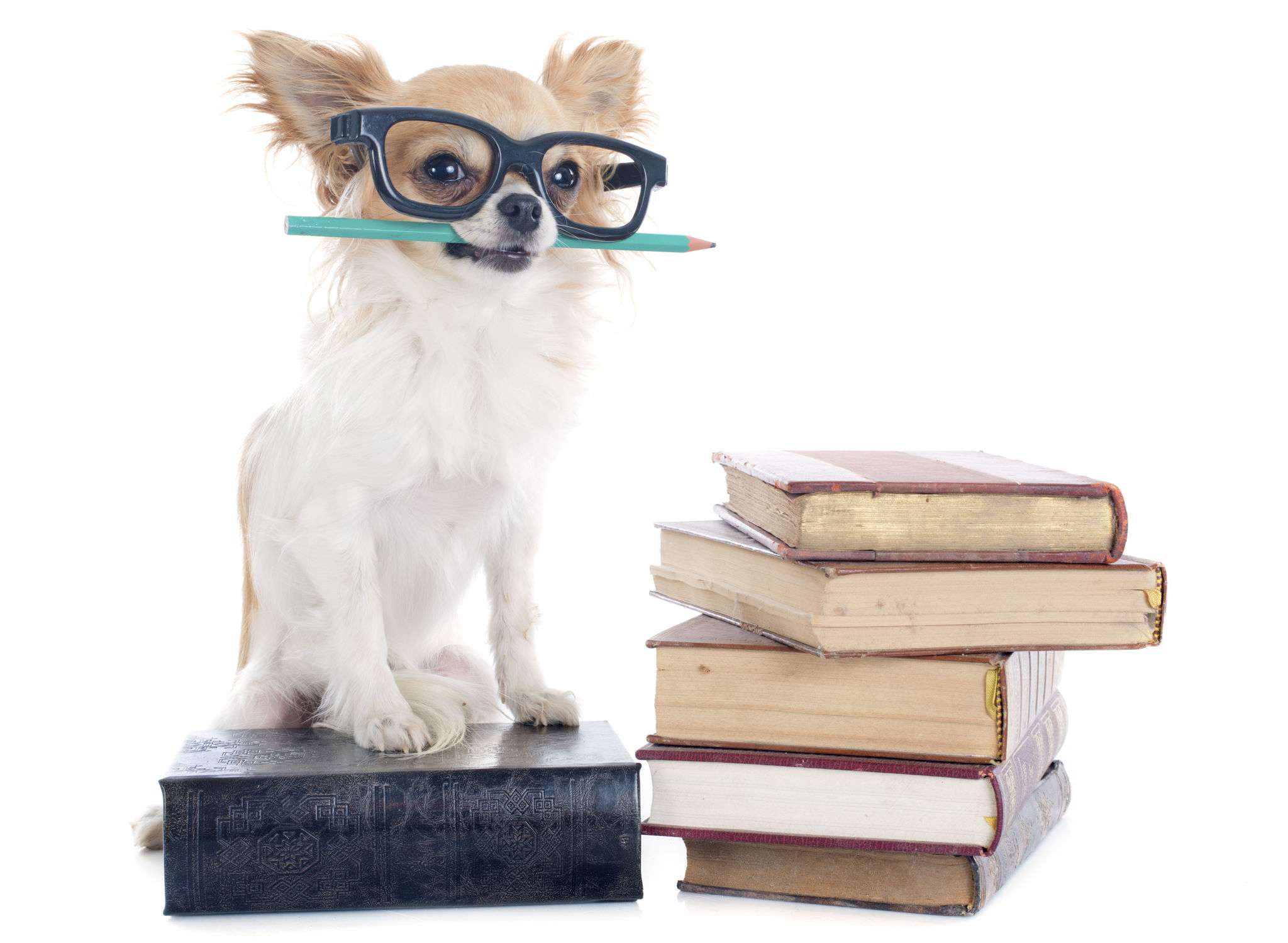 dog school