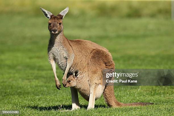 Kangaroo and it's joey sit on the 6th fairway during day one of the Perth International at Lake Karrinyup Country Club on October 17, 2013 in Perth,...