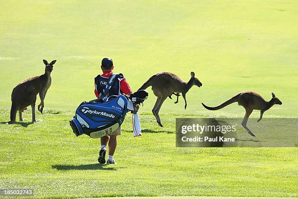 The caddy of Peter Lawrie from Ireland walks amongst kangaroo's on the 6th fairway during day one of the Perth International at Lake Karrinyup...