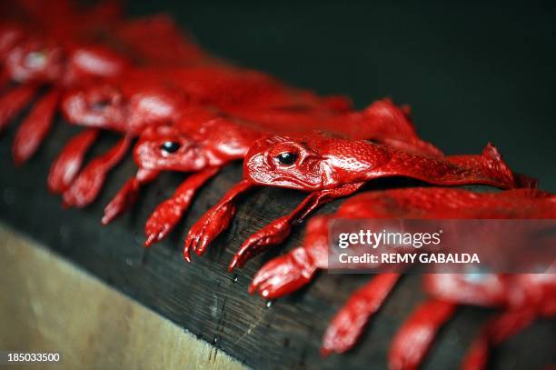 Australian cane toads are displayed after being tinged in red at Alric tannery owned by Jean-Charles Duchene and specialized in luxury products, on...