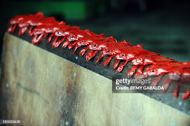 Australian cane toads are displayed after being tinged at the Alric tannery owned by Jean-Charles Duchene and specialized in luxury products on...