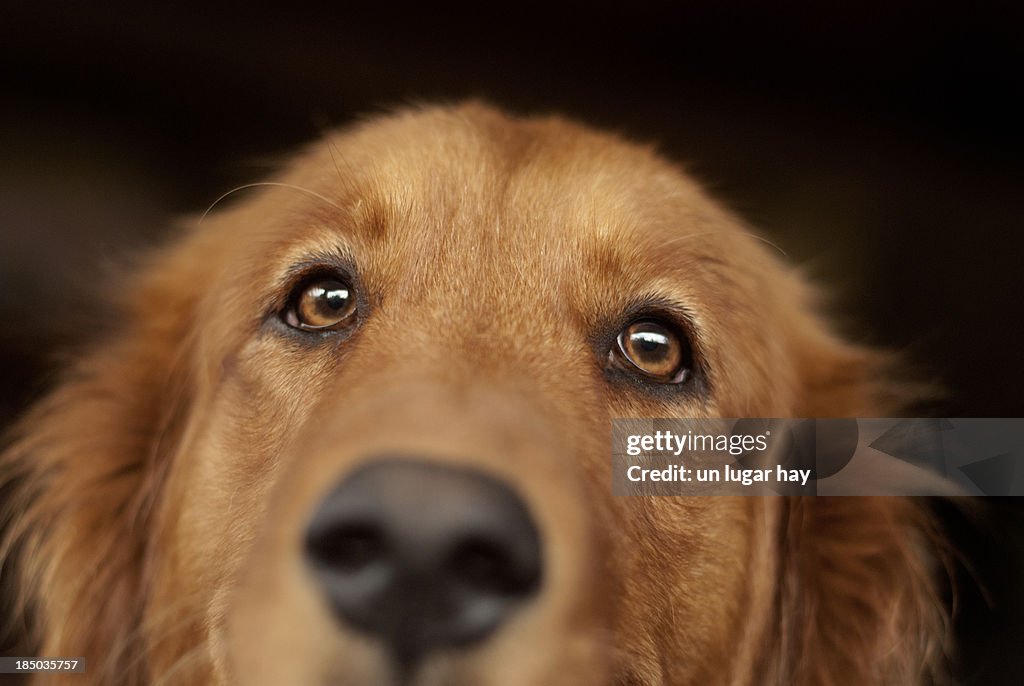 Golder retriever portrait