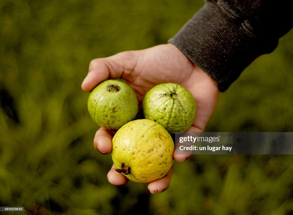 Guavas