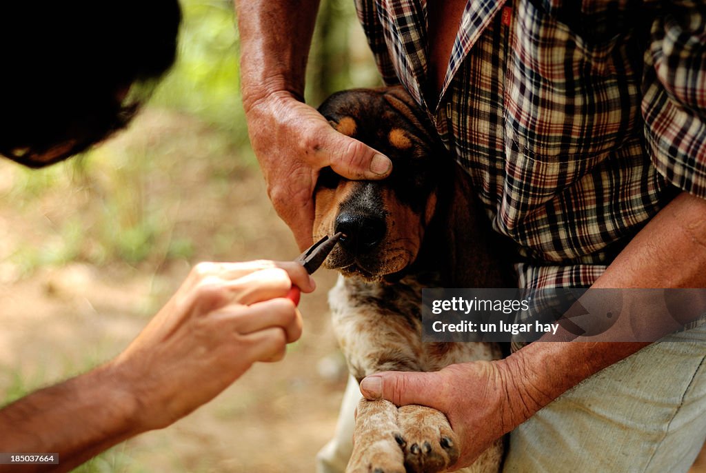 Removing dog ticks