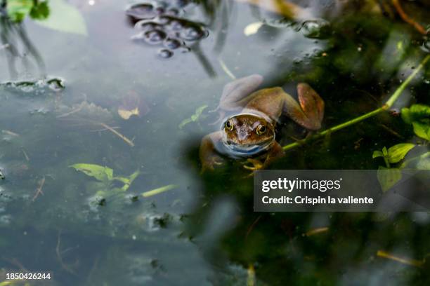 frog in the garden pond - aquatic organism stock pictures, royalty-free photos & images