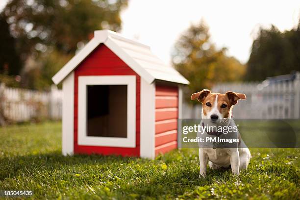 portrait of dog with dog house - caseta de perro fotografías e imágenes de stock