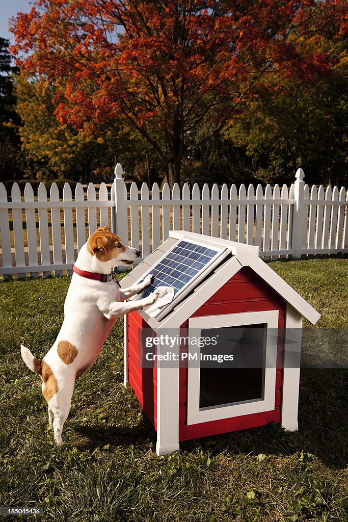 Dog cleaning solar panel on kennel