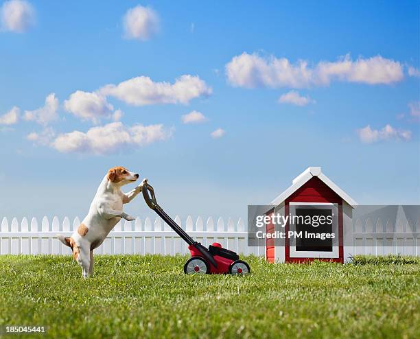 dog mowing lawn near dog house - tondeuse photos et images de collection