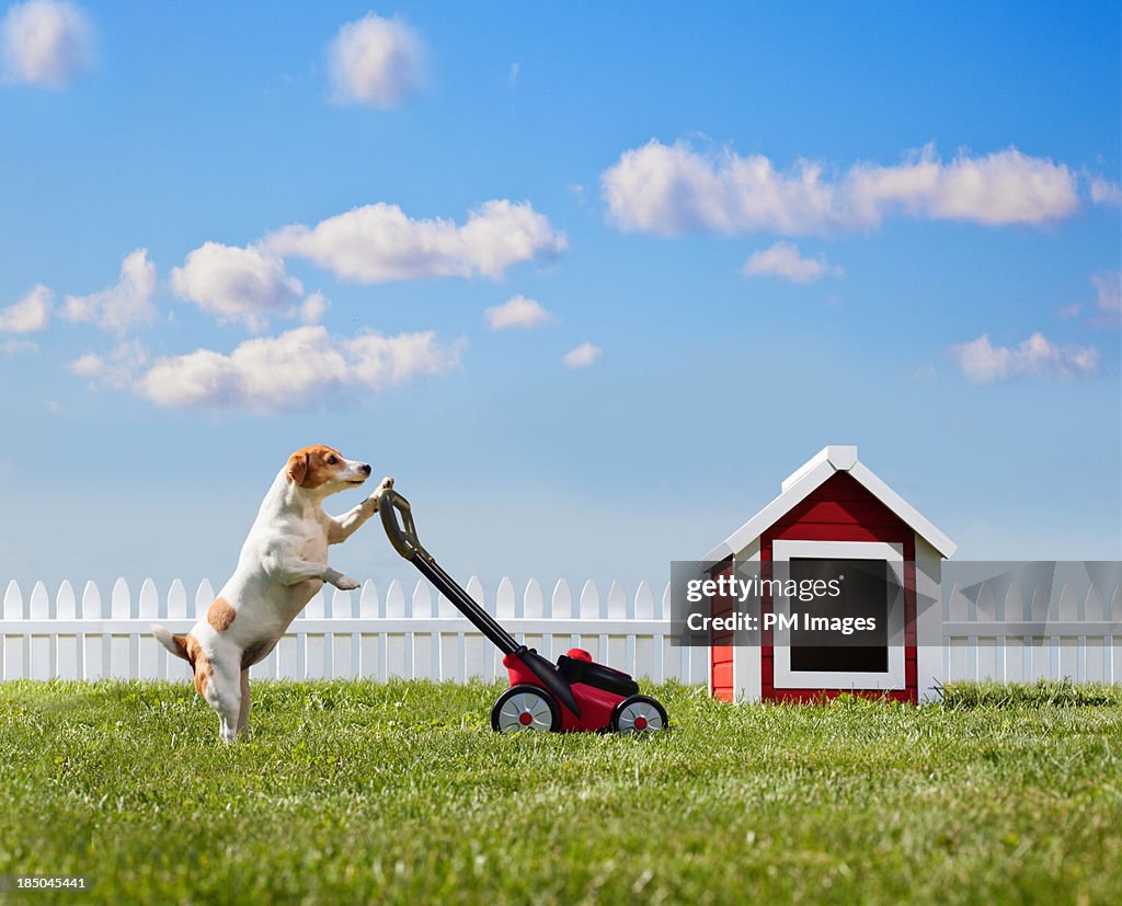 Dog mowing lawn near dog house