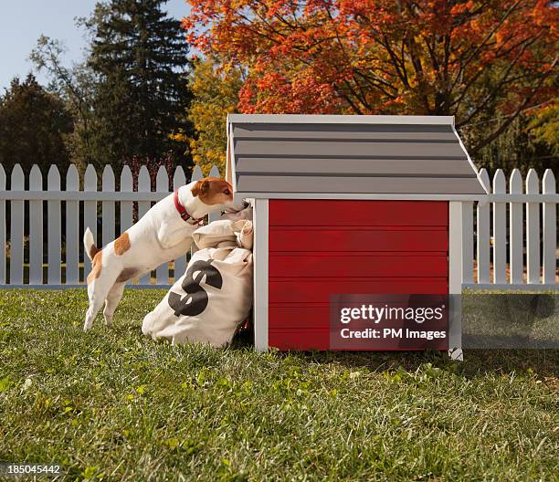 dog storing money bags - hiding money stock pictures, royalty-free photos & images