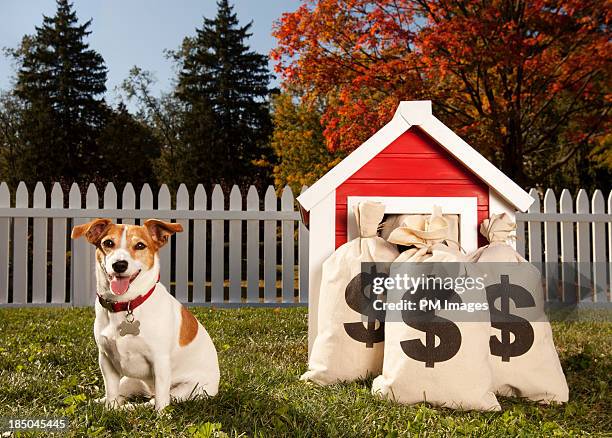 wealthy dog - earnings season stock pictures, royalty-free photos & images