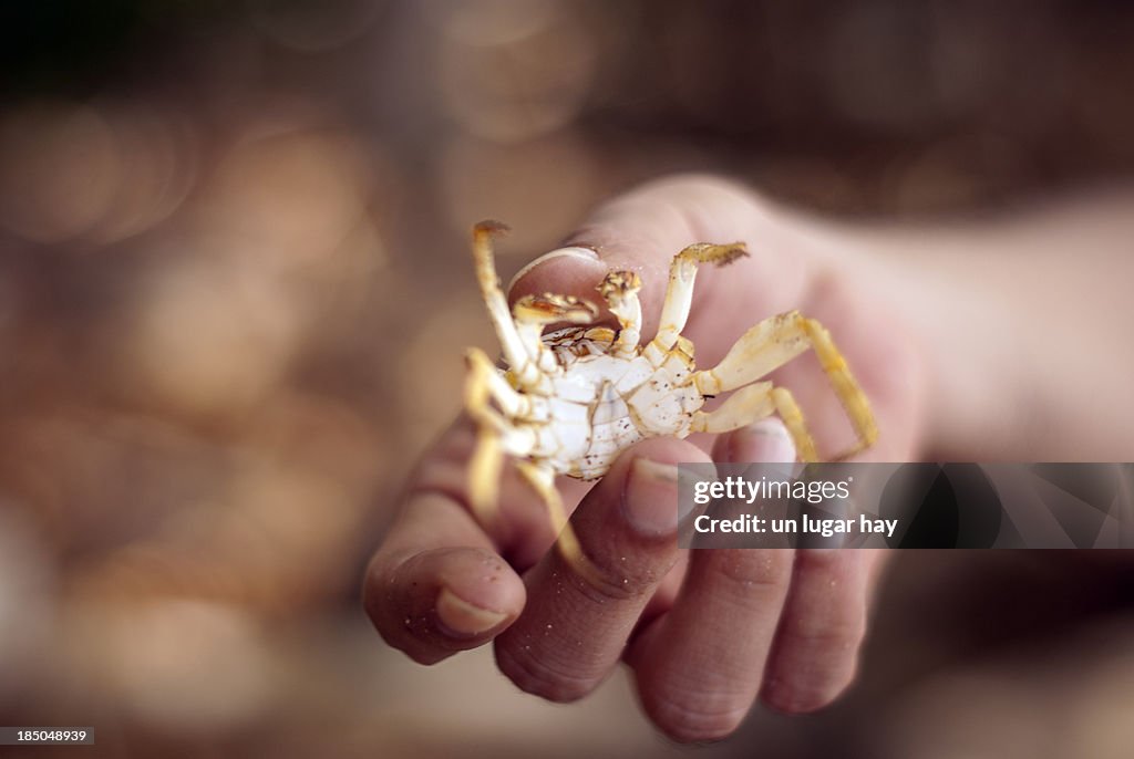 Holding a crab