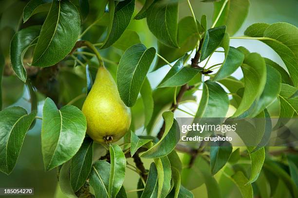 pear hanging from tree - pear tree stock pictures, royalty-free photos & images