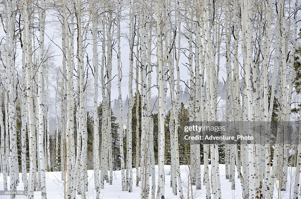 Aspens im WInter