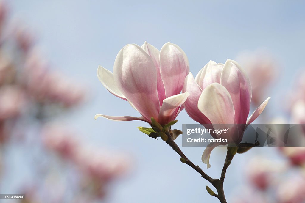Blühende Magnolien