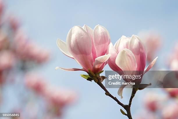 blooming magnolias - magnolia stock pictures, royalty-free photos & images