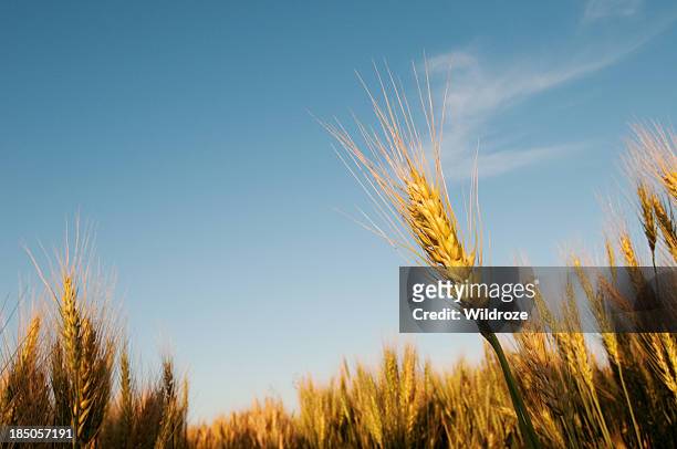 茎のフィールドに、完熟した穀物 - サスカチュワン州 ストックフォトと画像