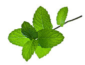 A sprig of mint leaves on a white background