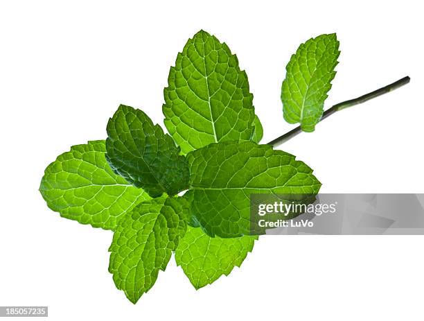 a sprig of mint leaves on a white background - mint leaf stock pictures, royalty-free photos & images