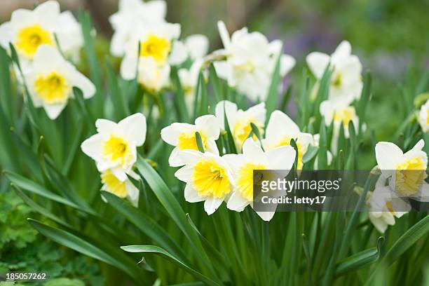 garden daffodils - daffodil stock pictures, royalty-free photos & images