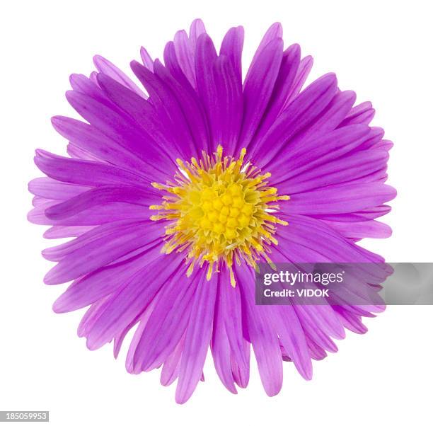 pretty magenta aster flower flattened on white - aster stock pictures, royalty-free photos & images