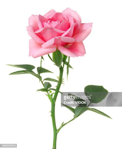 rose. - plant stem stock pictures, royalty-free photos & images