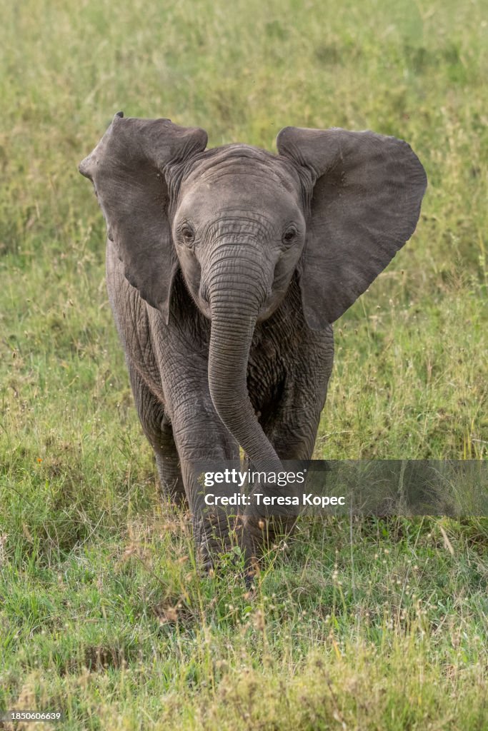 Sweet, cute wild African Elephant Baby playing and lifting trunk in Serengeti National Park series