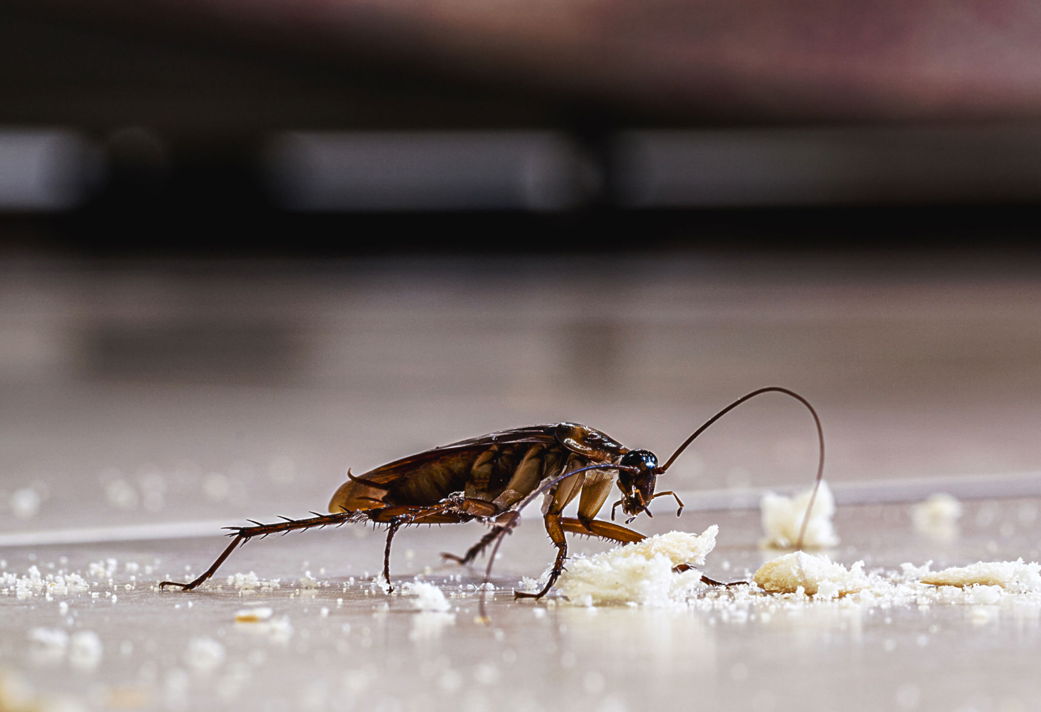 cockroach