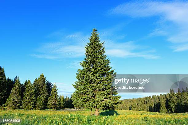 pine tree en resorte - zona arbolada fotografías e imágenes de stock