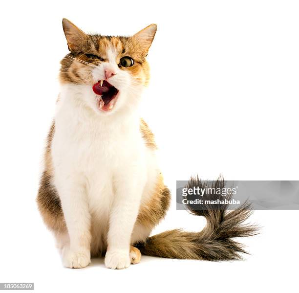 it was a delicious lunch! - cat sticking tongue out stock pictures, royalty-free photos & images