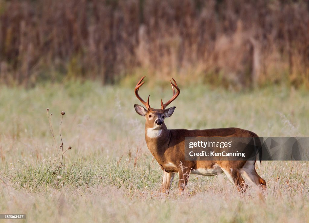 White Tailed Deer Buck